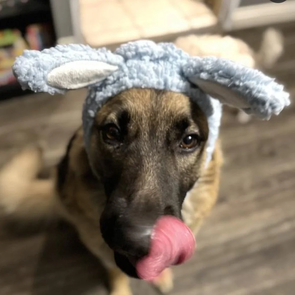 NWT Youly Dog Cat Bunny Rabbit Hat Costume